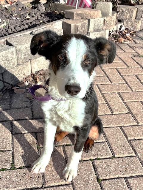 Enlarge Zenie, a Adopted Australian Shepherd in West Chicago, IL image 4/4