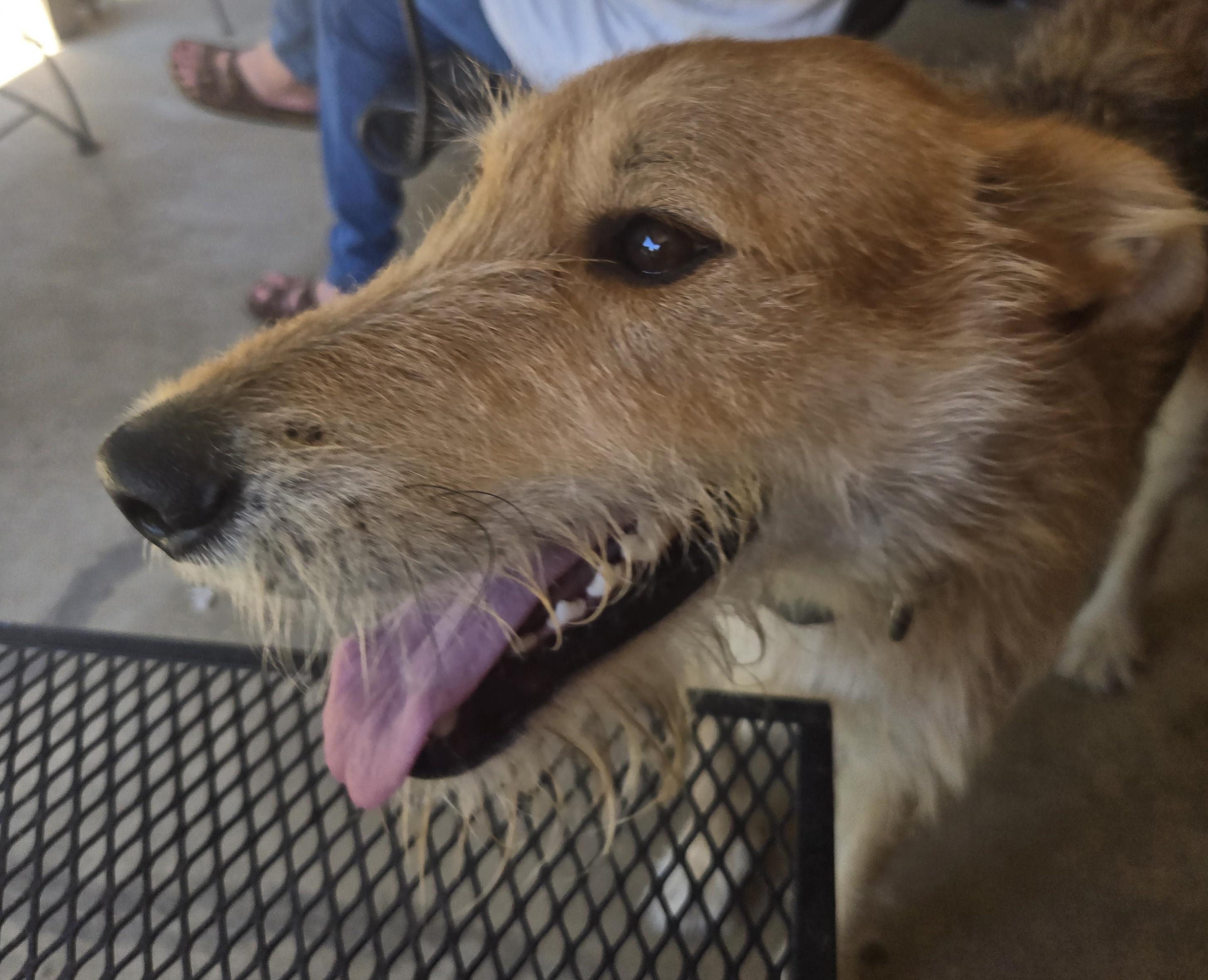 DIXIE, a Adoptable mixed breed in Byhalia, MS image 3/5
