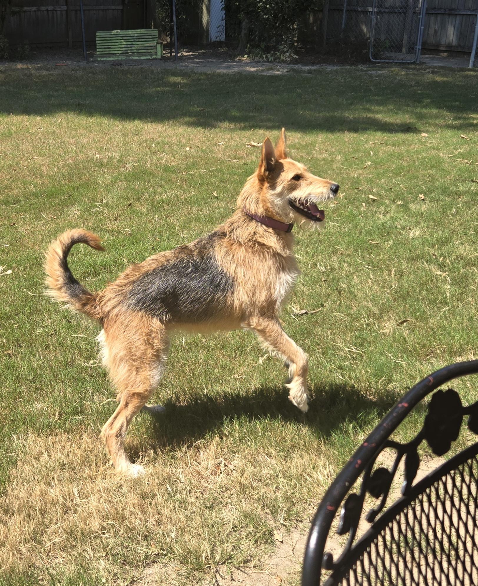 DIXIE, Adoptable, Young Female Airedale Terrier & Shepherd.