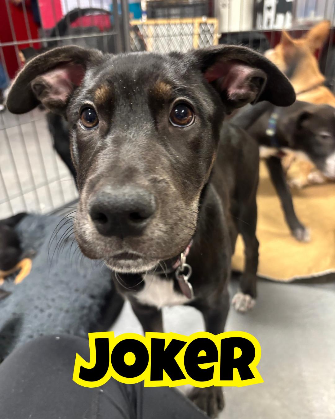 Joker