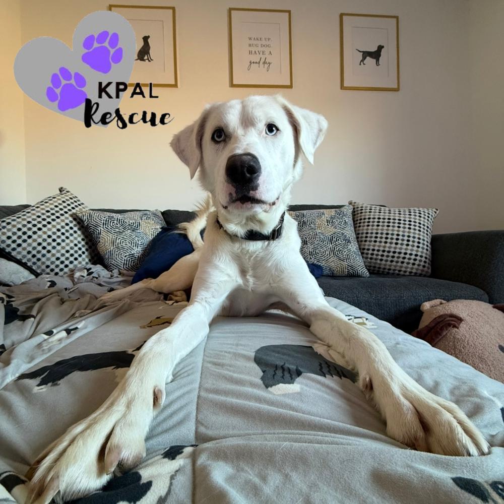 Enlarge Benny Boy, a Adoptable mixed breed in Kenai, AK image 3/6