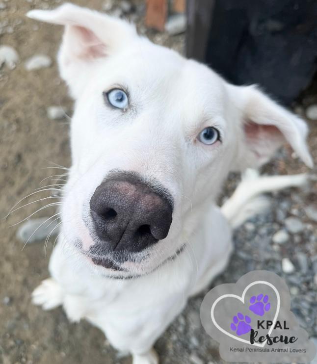 Enlarge Benny Boy, a Adoptable mixed breed in Kenai, AK image 4/6
