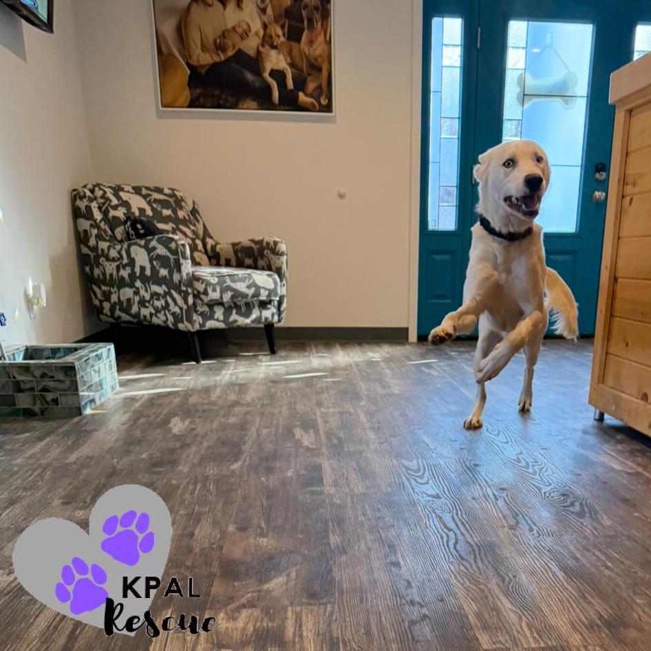 Enlarge Benny Boy, a Adoptable mixed breed in Kenai, AK image 5/6