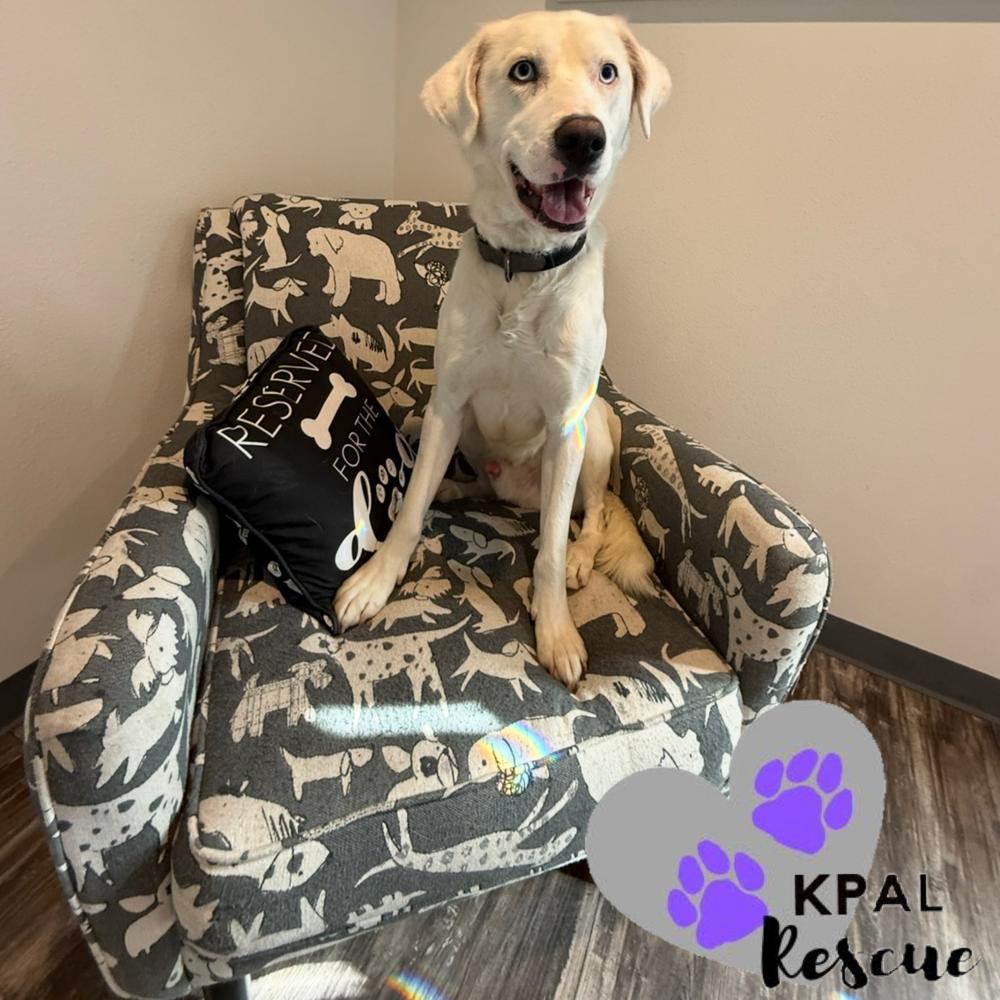 Enlarge Benny Boy, a Adoptable mixed breed in Kenai, AK image 6/6