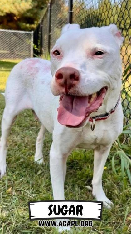 Enlarge Sugar, a Adoptable mixed breed in Ashtabula, OH image 1/1