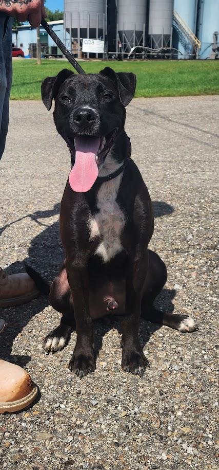 Enlarge MITCH 229-26 (Cell Program), a Adoptable mixed breed in Cambridge, OH image 6/6