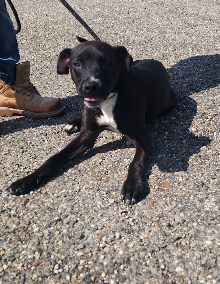 Enlarge MITCH 229-26 (Cell Program), a Adoptable mixed breed in Cambridge, OH image 5/6
