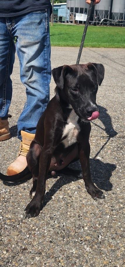 Enlarge MITCH 229-26, a Adoptable mixed breed in Cambridge, OH image 1/1