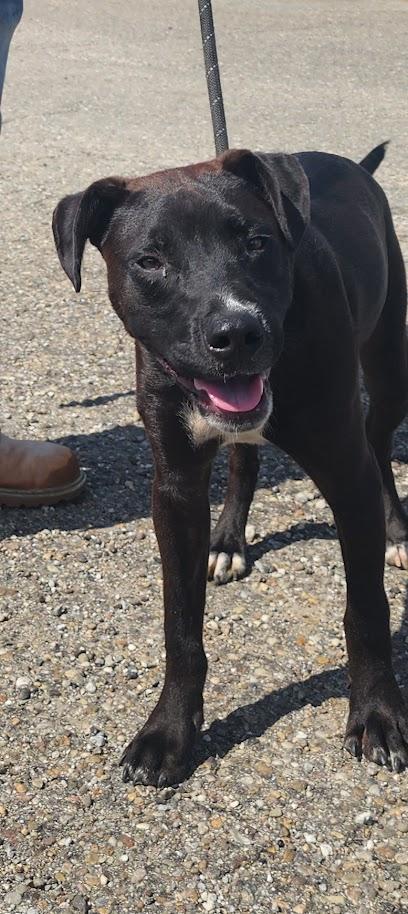 Enlarge MITCH 229-26 (Cell Program), a Adoptable mixed breed in Cambridge, OH image 3/6