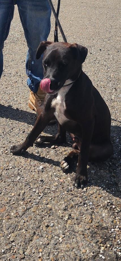 Enlarge MITCH 229-26 (Cell Program), a Adoptable mixed breed in Cambridge, OH image 4/6