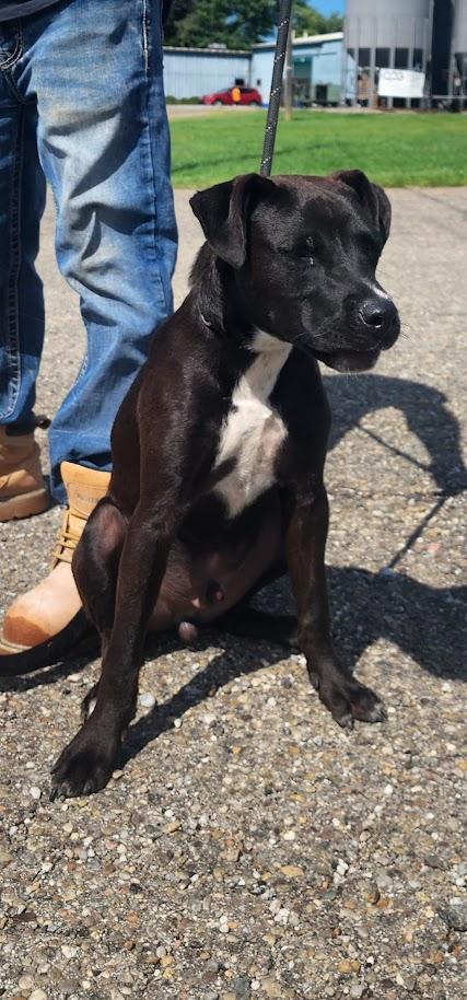 Enlarge MITCH 229-26 (Cell Program), a Adoptable mixed breed in Cambridge, OH image 2/6