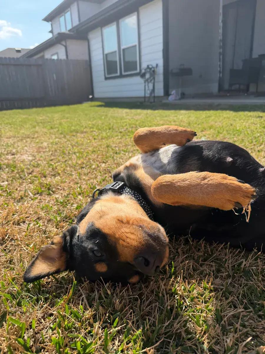 Enlarge Rosa Marie, a ADOPTABLE Rottweiler in Polk, OH image 3/5
