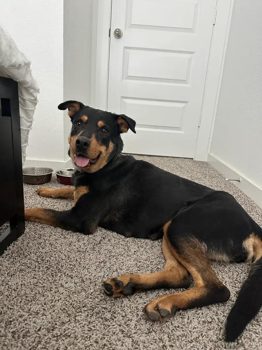 Rosa Marie, ADOPTABLE, Adult Female Rottweiler.