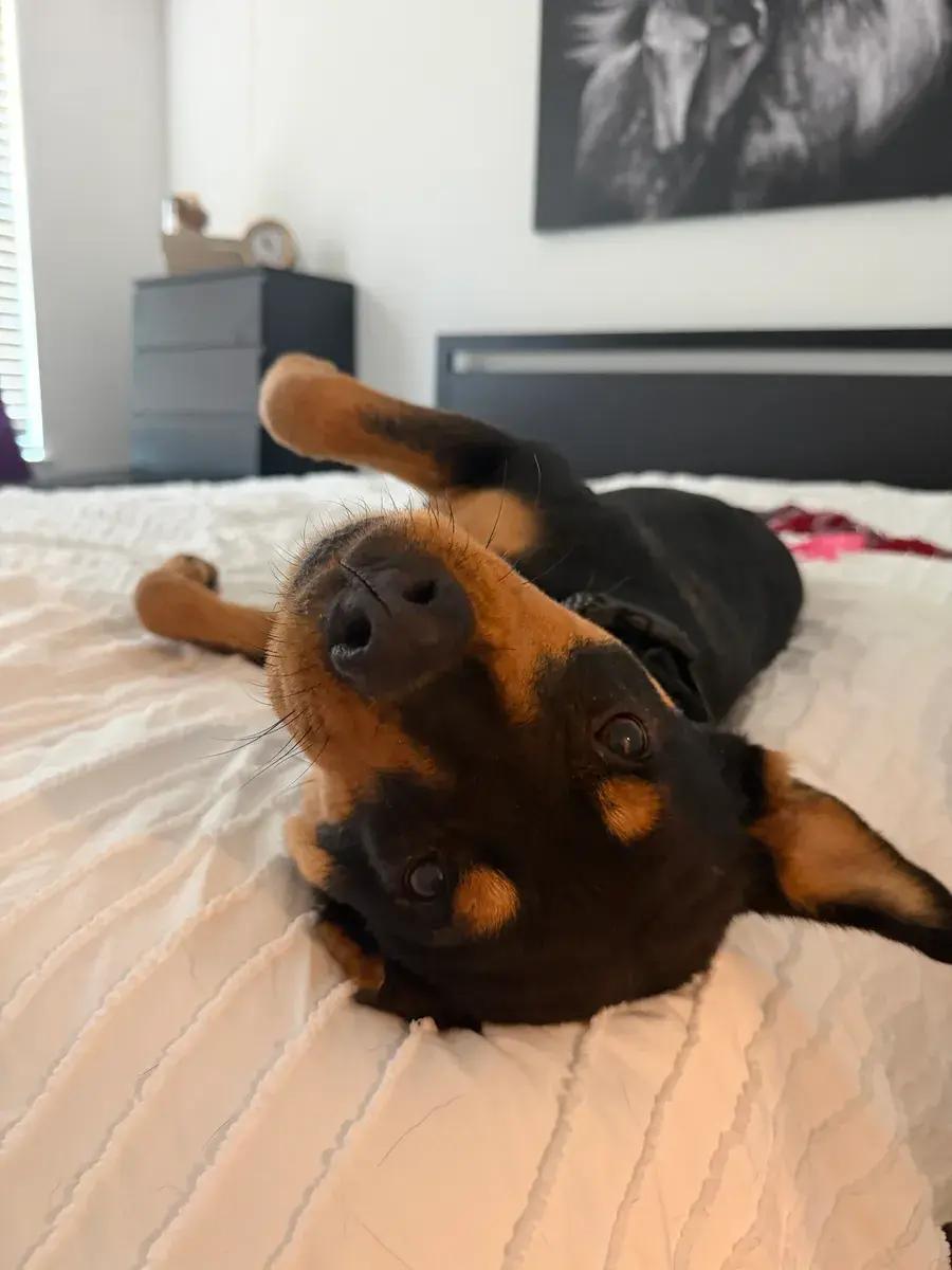 Enlarge Rosa Marie, a ADOPTABLE Rottweiler in Polk, OH image 5/5