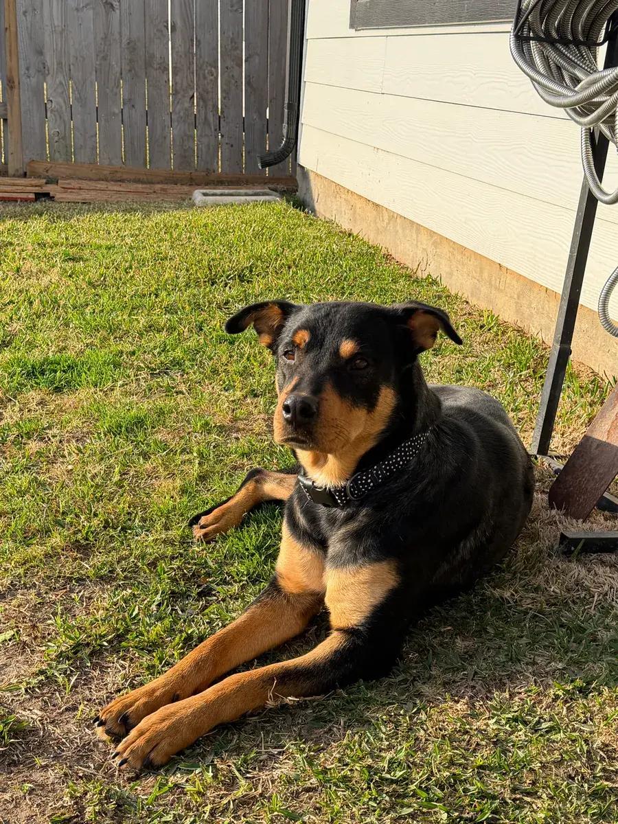 Enlarge Rosa Marie, a ADOPTABLE Rottweiler in Polk, OH image 4/5