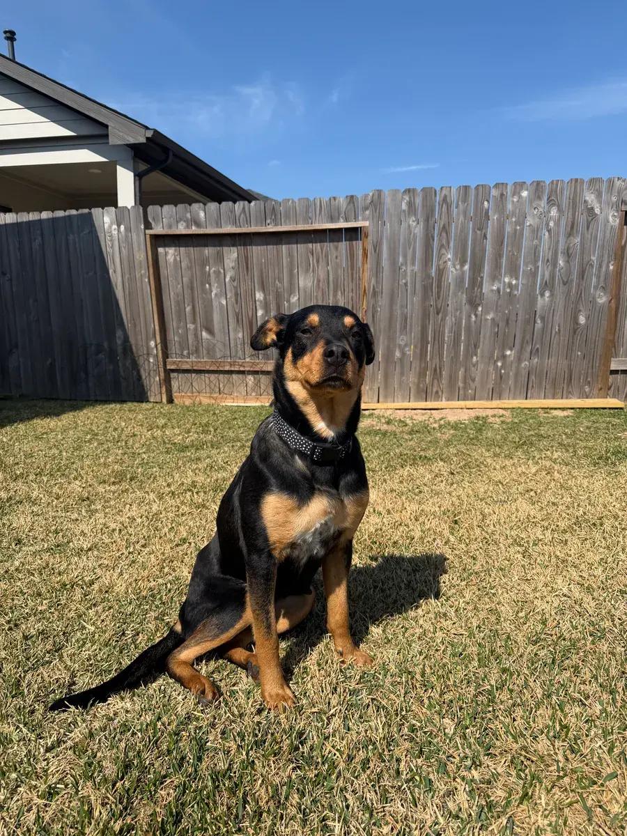 Enlarge Rosa Marie, a ADOPTABLE Rottweiler in Polk, OH image 2/5
