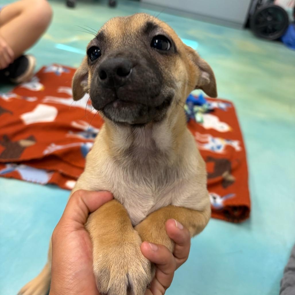 Sid, an adopted mixed breed in Danbury, CT image 2/2