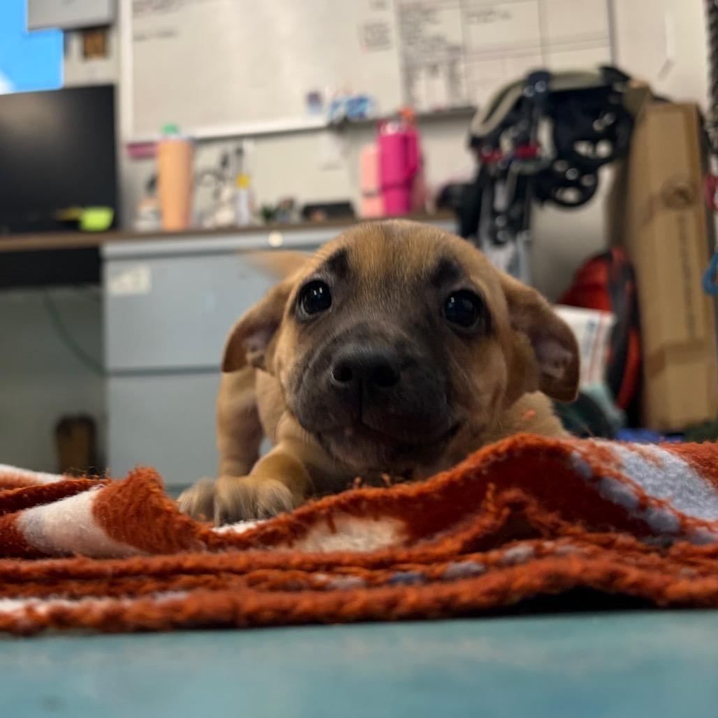Sid, adopted, Puppy Male Terrier.