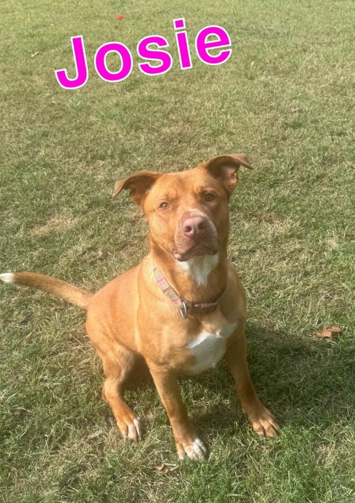 Enlarge JOSIE, a Adoptable Labrador Retriever in Hastings, MI image 1/6