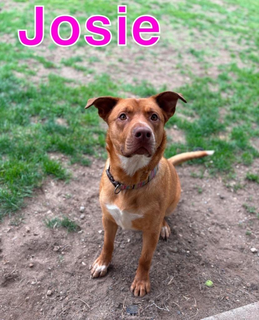 Enlarge JOSIE, a Adoptable Labrador Retriever in Hastings, MI image 1/6