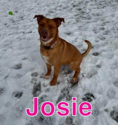 JOSIE, Adoptable, Young Female Labrador Retriever.
