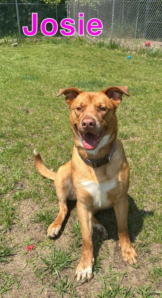 Enlarge JOSIE, a Adoptable Labrador Retriever in Hastings, MI image 3/6