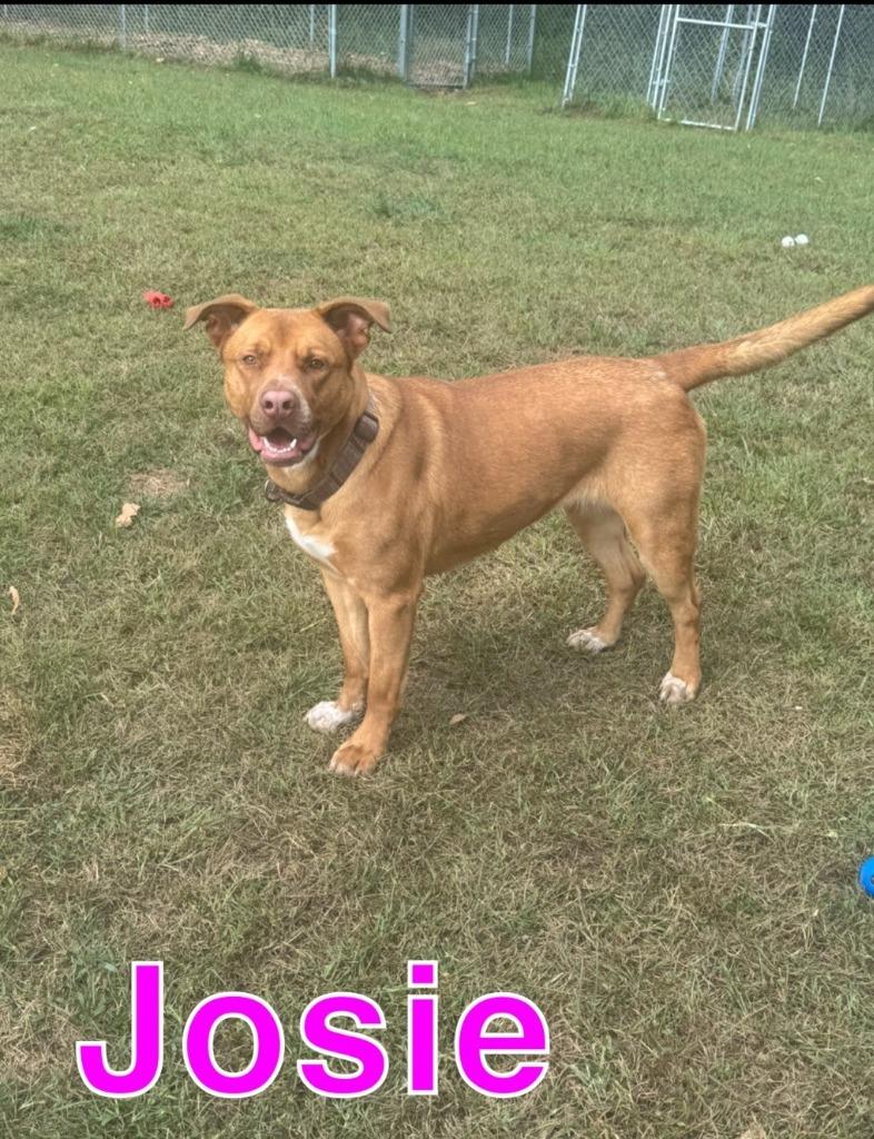 Enlarge JOSIE, a Adoptable Labrador Retriever in Hastings, MI image 4/6