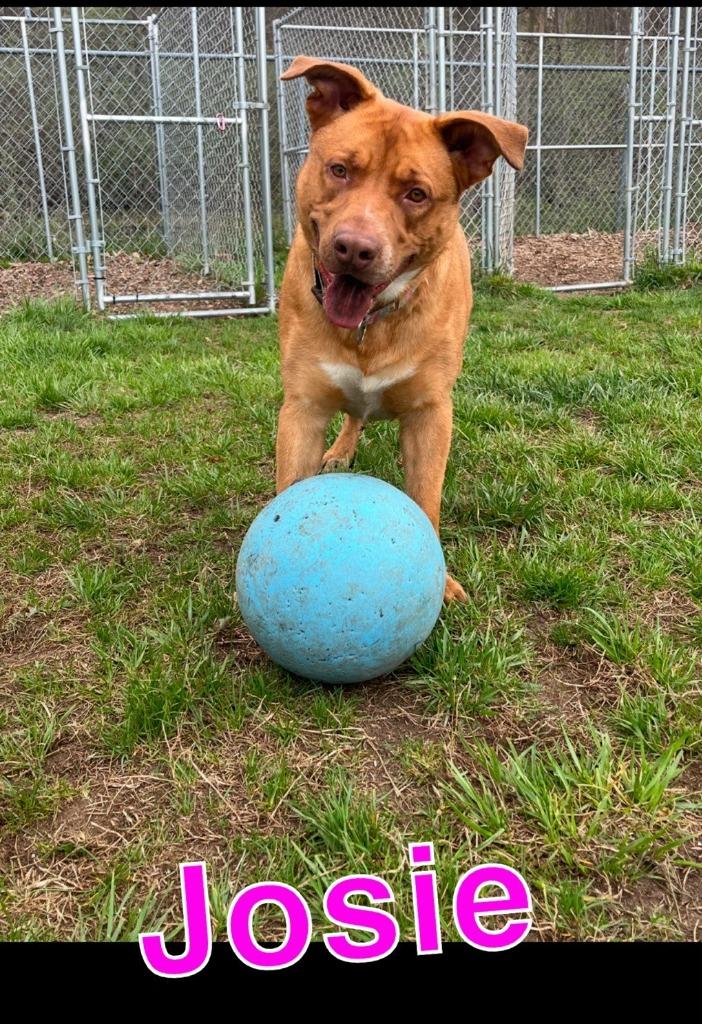 Enlarge JOSIE, a Adoptable Labrador Retriever in Hastings, MI image 2/6