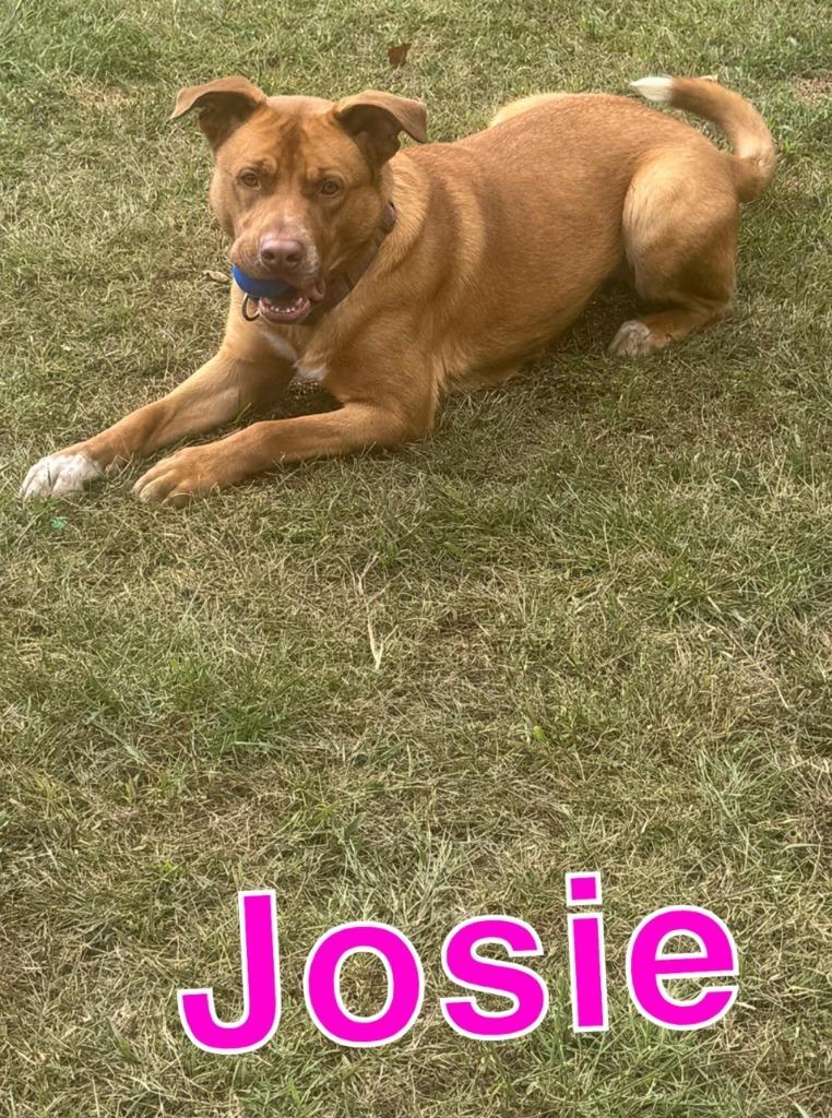 Enlarge JOSIE, a Adoptable Labrador Retriever in Hastings, MI image 5/6