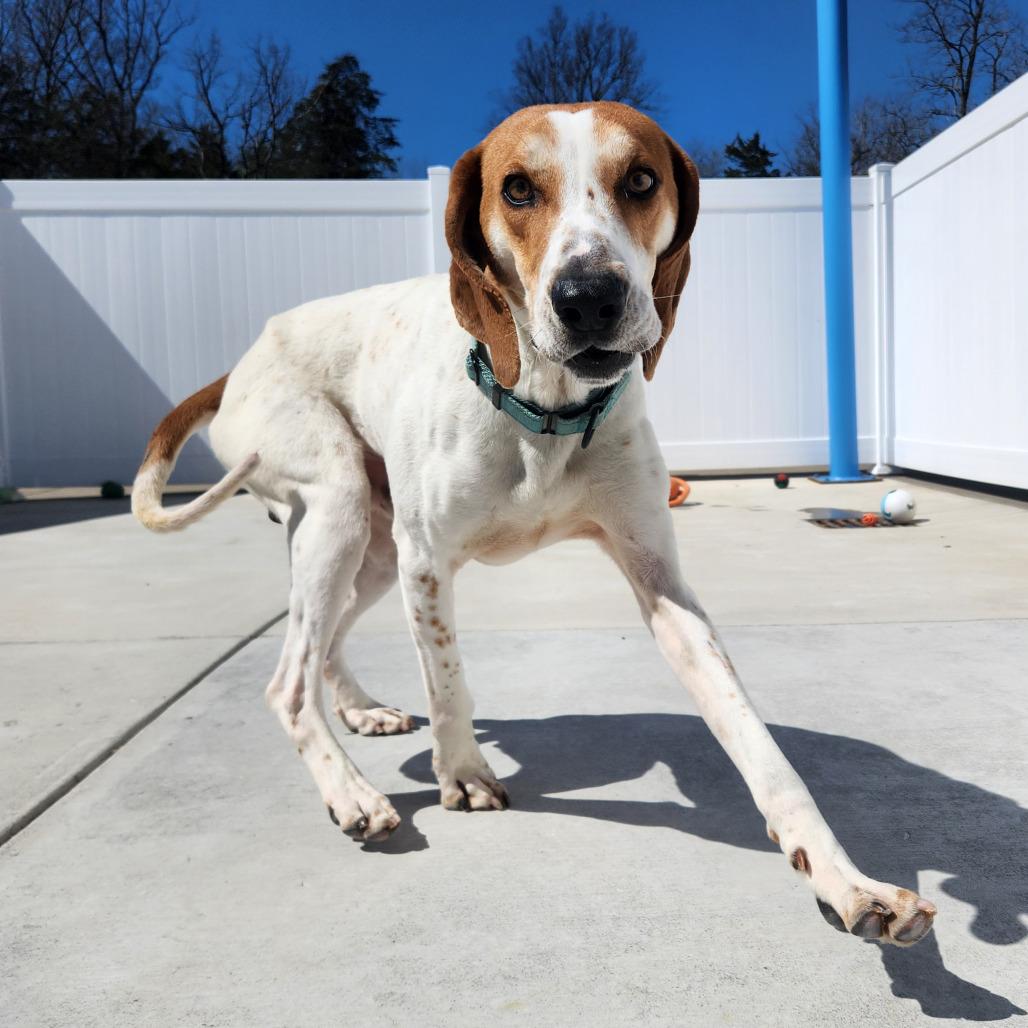 Happy, a Adoptable Treeing Walker Coonhound in Harrisonburg, VA image 1/6