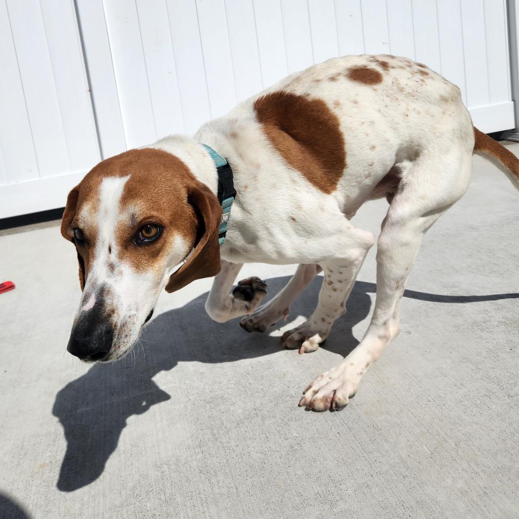 Happy, a Adoptable Treeing Walker Coonhound in Harrisonburg, VA image 2/6