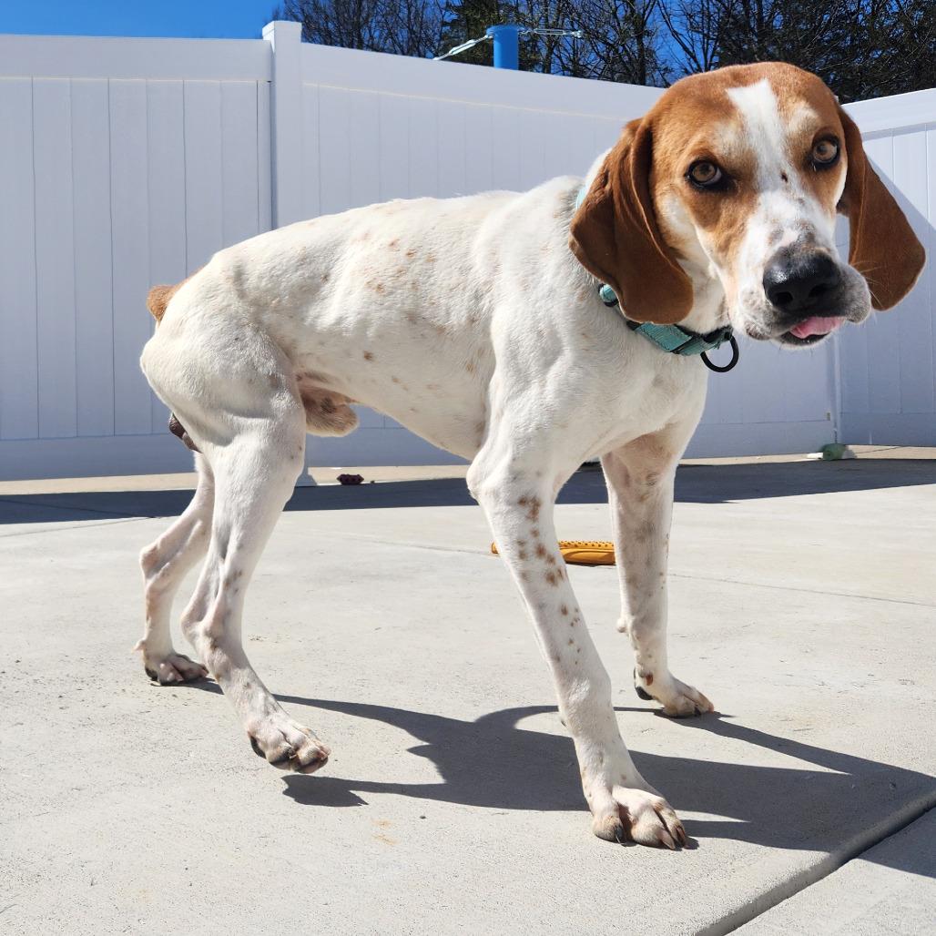 Happy, a Adoptable Treeing Walker Coonhound in Harrisonburg, VA image 3/6