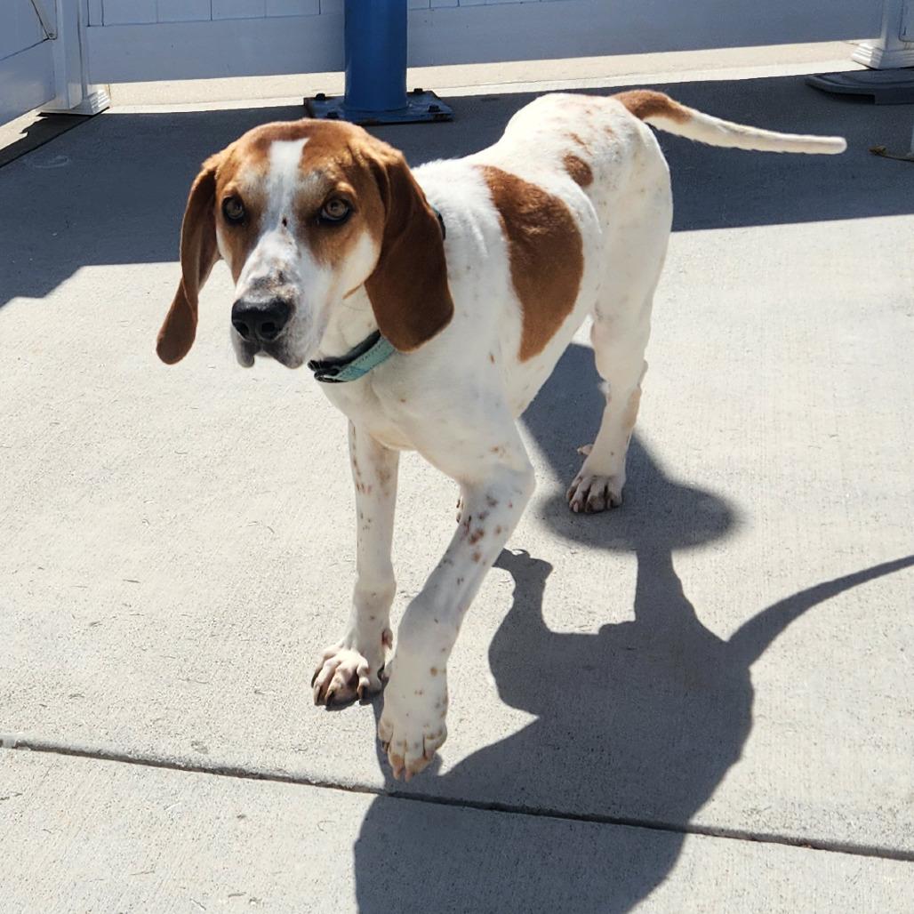 Happy, a Adoptable Treeing Walker Coonhound in Harrisonburg, VA image 4/6