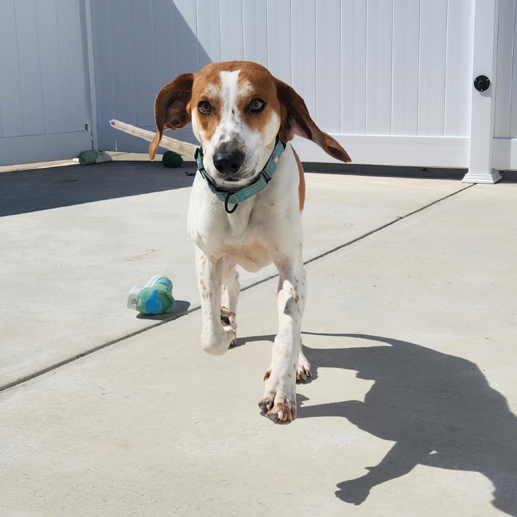 Happy, a Adoptable Treeing Walker Coonhound in Harrisonburg, VA image 5/6