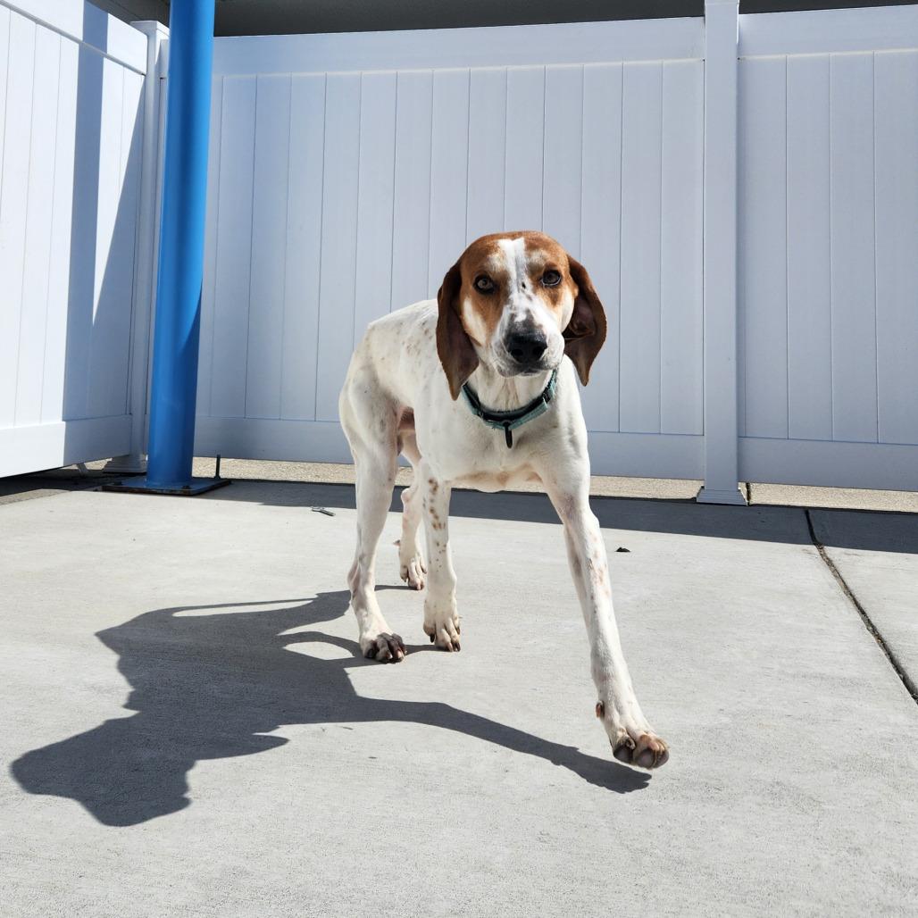 Happy, a Adoptable Treeing Walker Coonhound in Harrisonburg, VA image 6/6