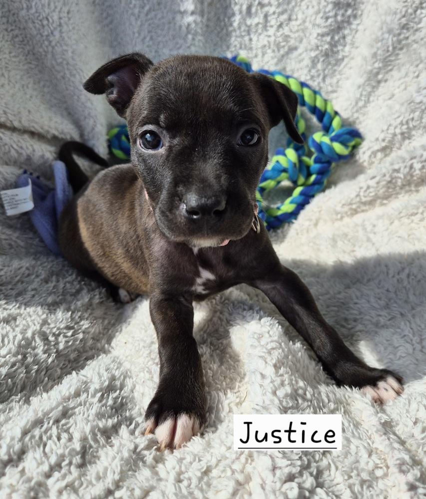 Justice (26-129 D), a Adoptable mixed breed in Lansing, MI image 1/2