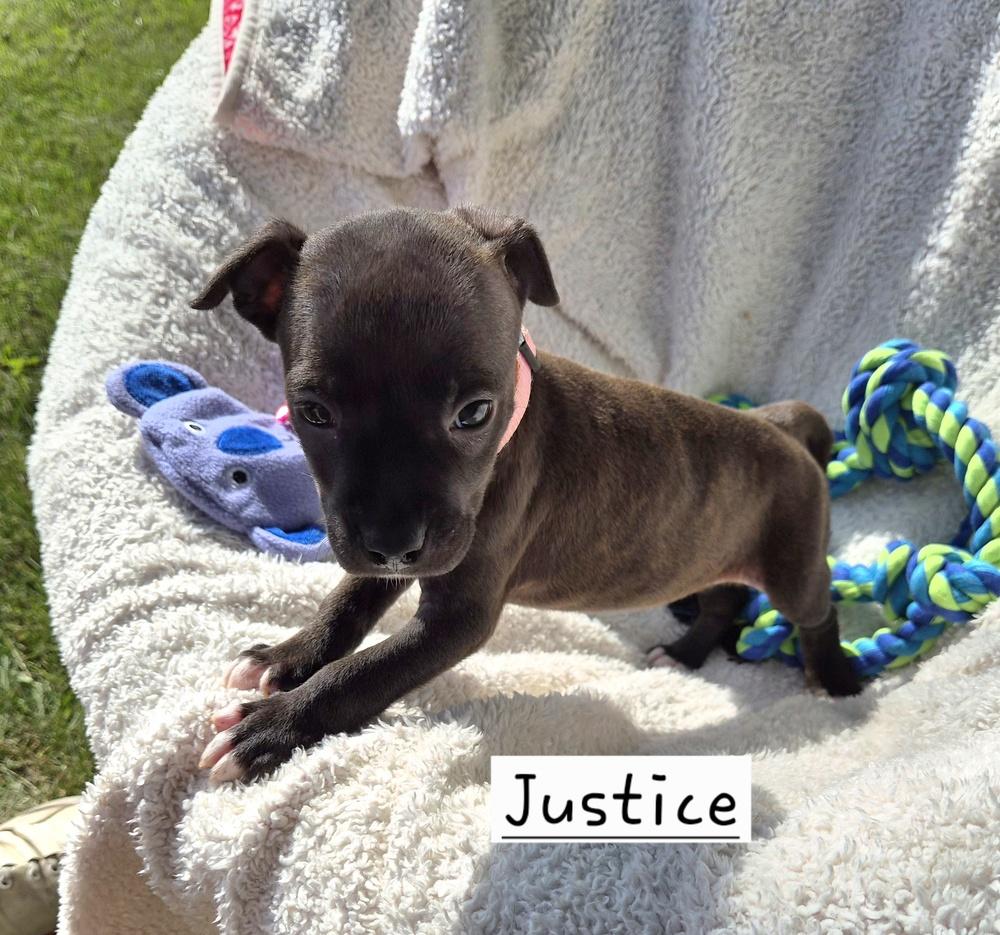 Justice (26-129 D), a Adoptable mixed breed in Lansing, MI image 2/2
