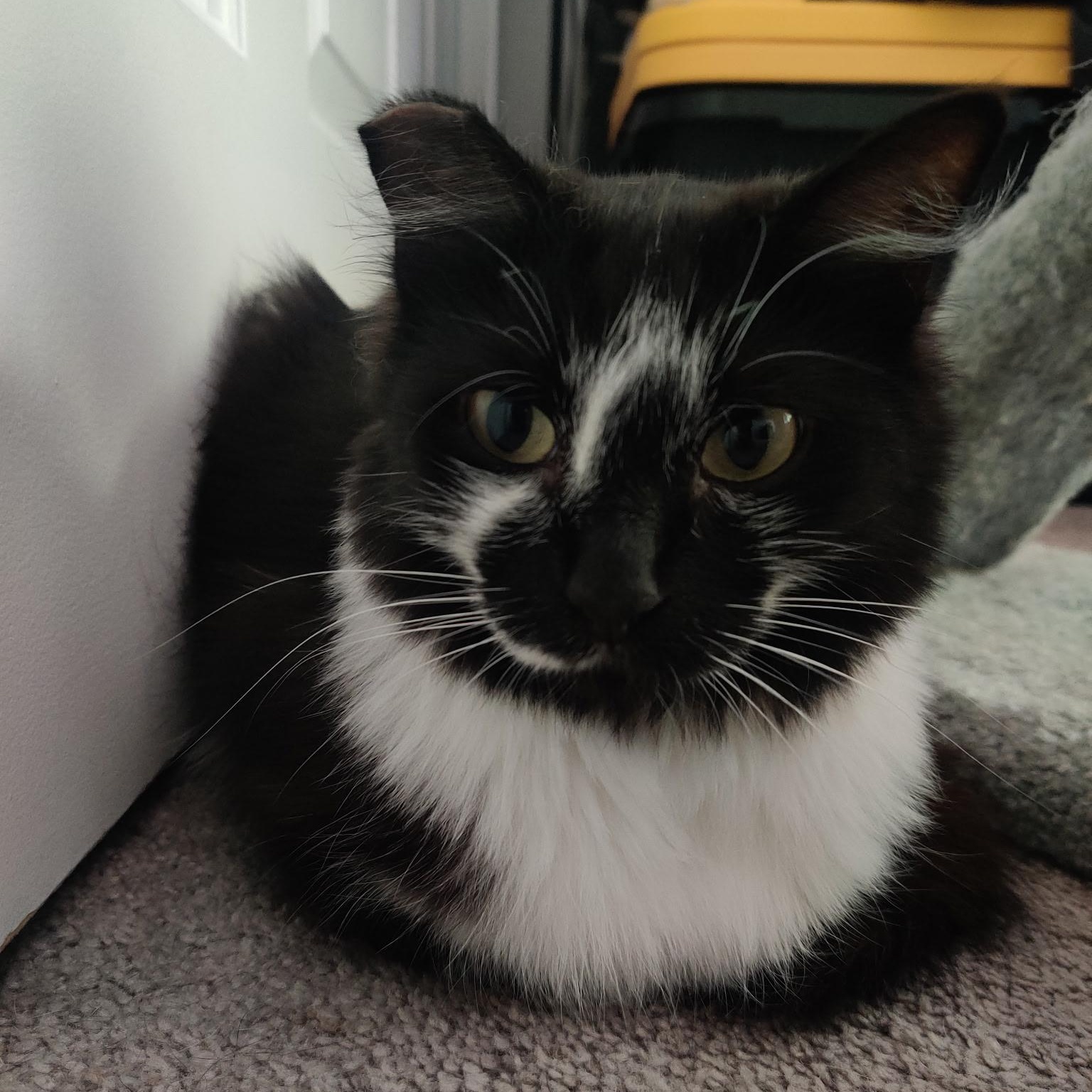 Ginny(bonded to Harry)