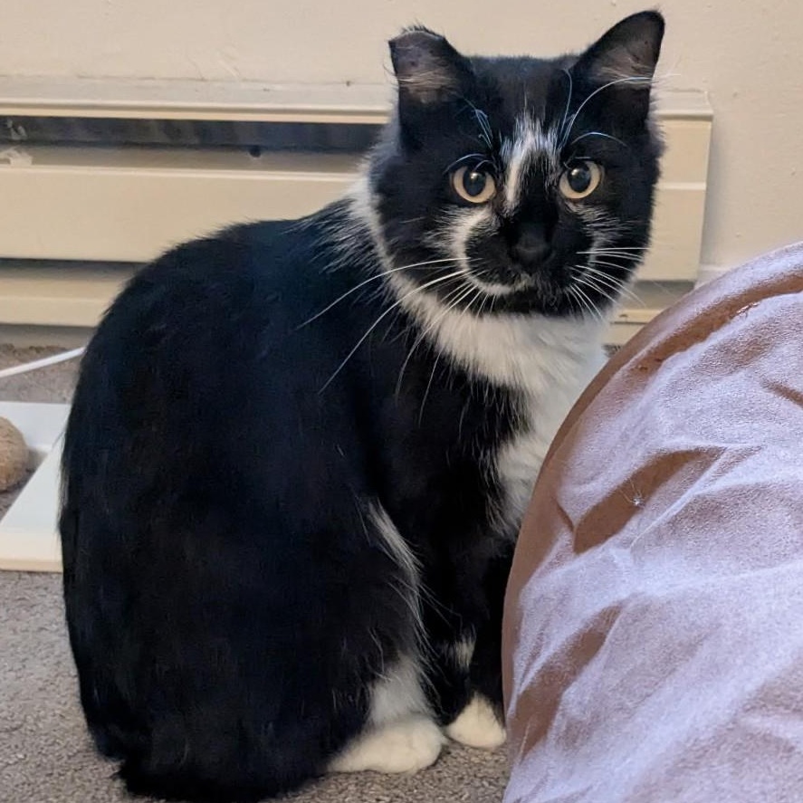 Ginny(bonded to Harry)