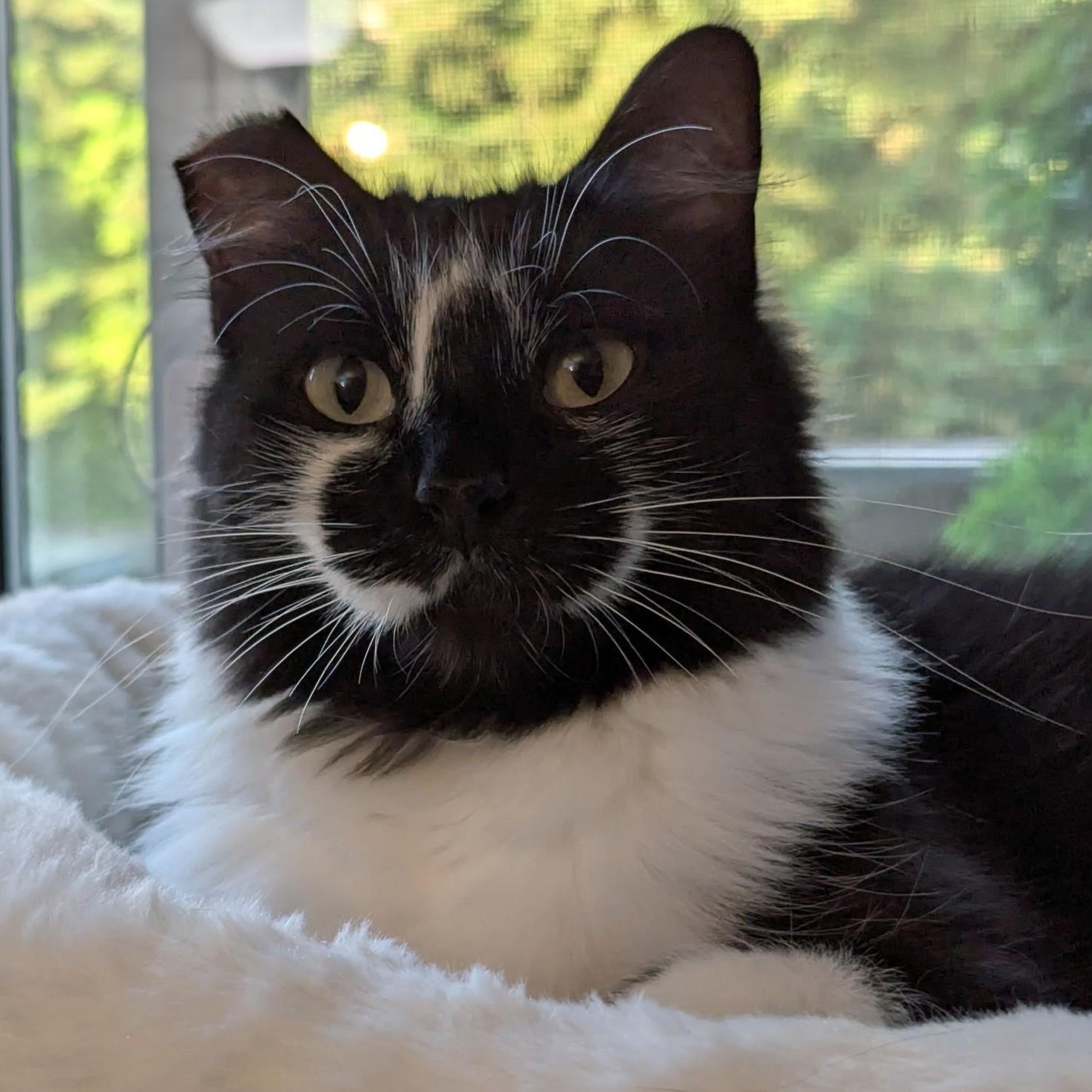 Ginny(bonded to Harry), Adoptable, Adult Female Domestic Medium Hair.