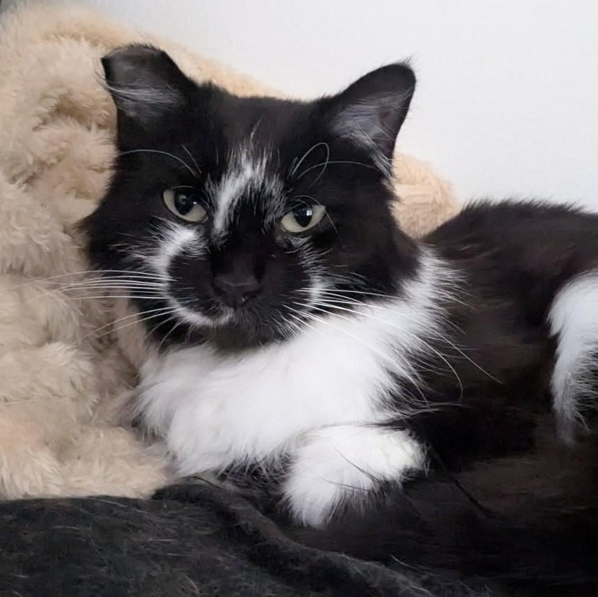 Enlarge Ginny(bonded to Harry), a Adoptable Domestic Medium Hair in Renton , WA image 4/6