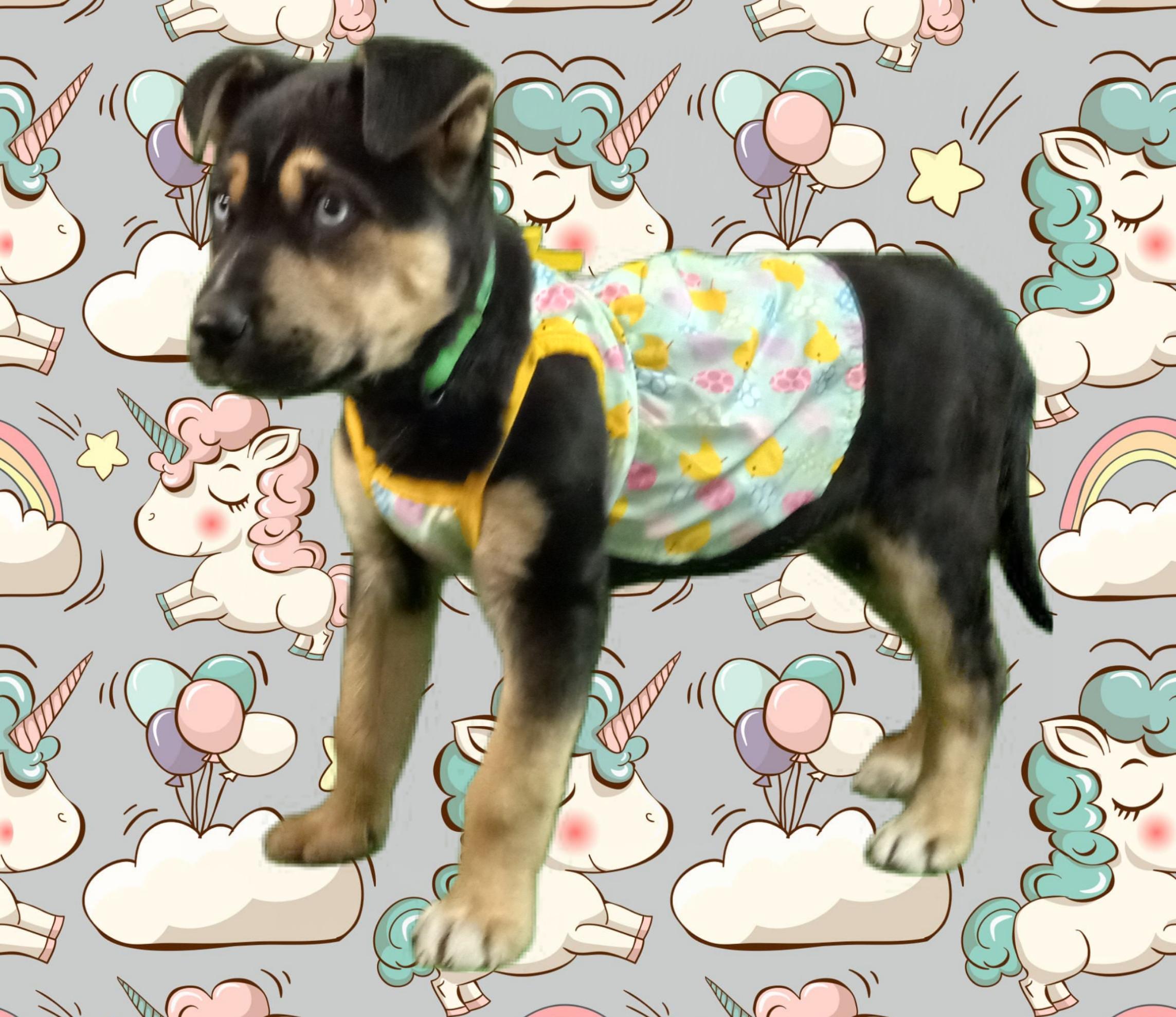 Enlarge Zoe, a Adopted mixed breed in El Paso, TX image 2/5