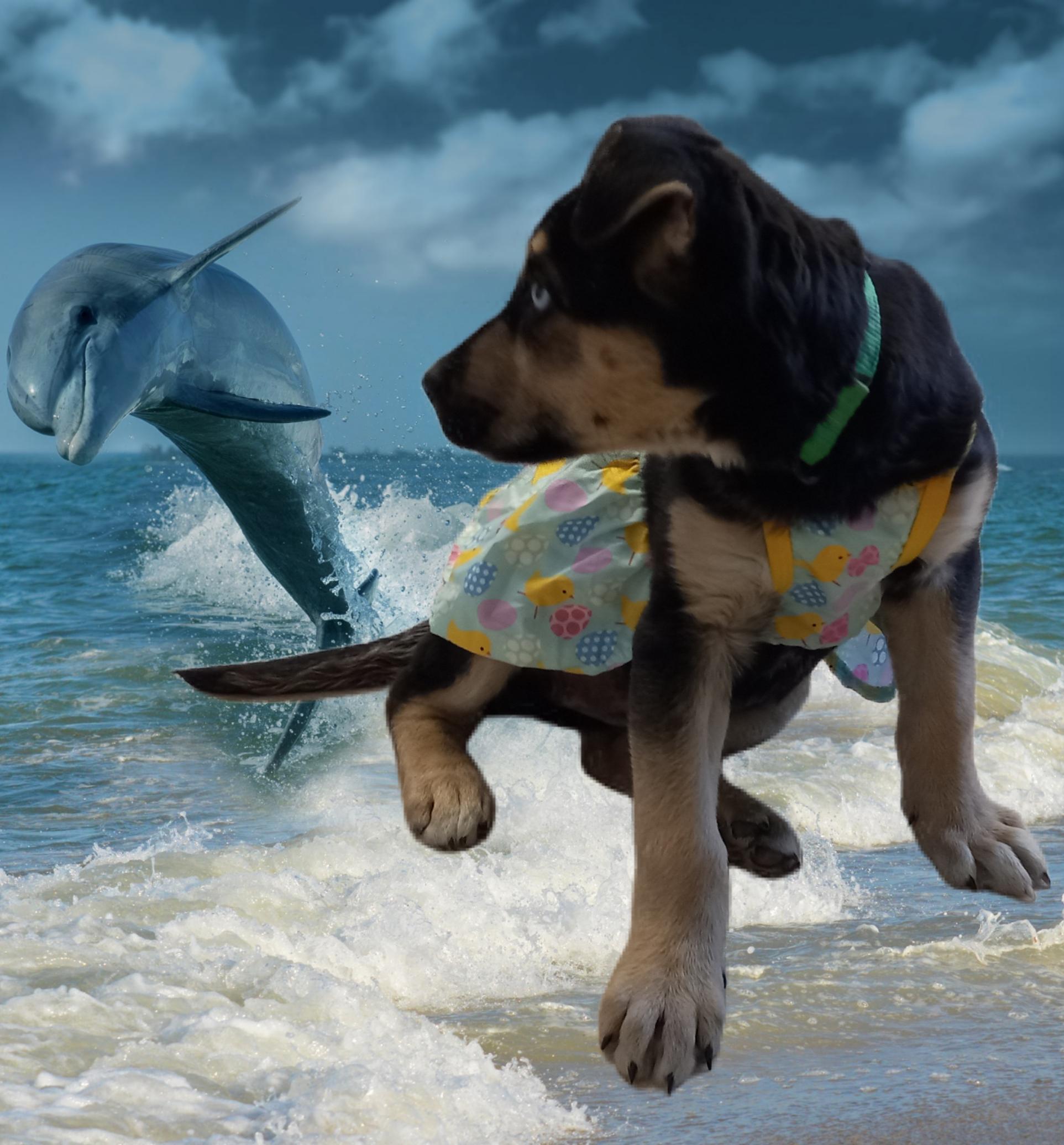 Enlarge Zoe, a Adopted mixed breed in El Paso, TX image 3/5