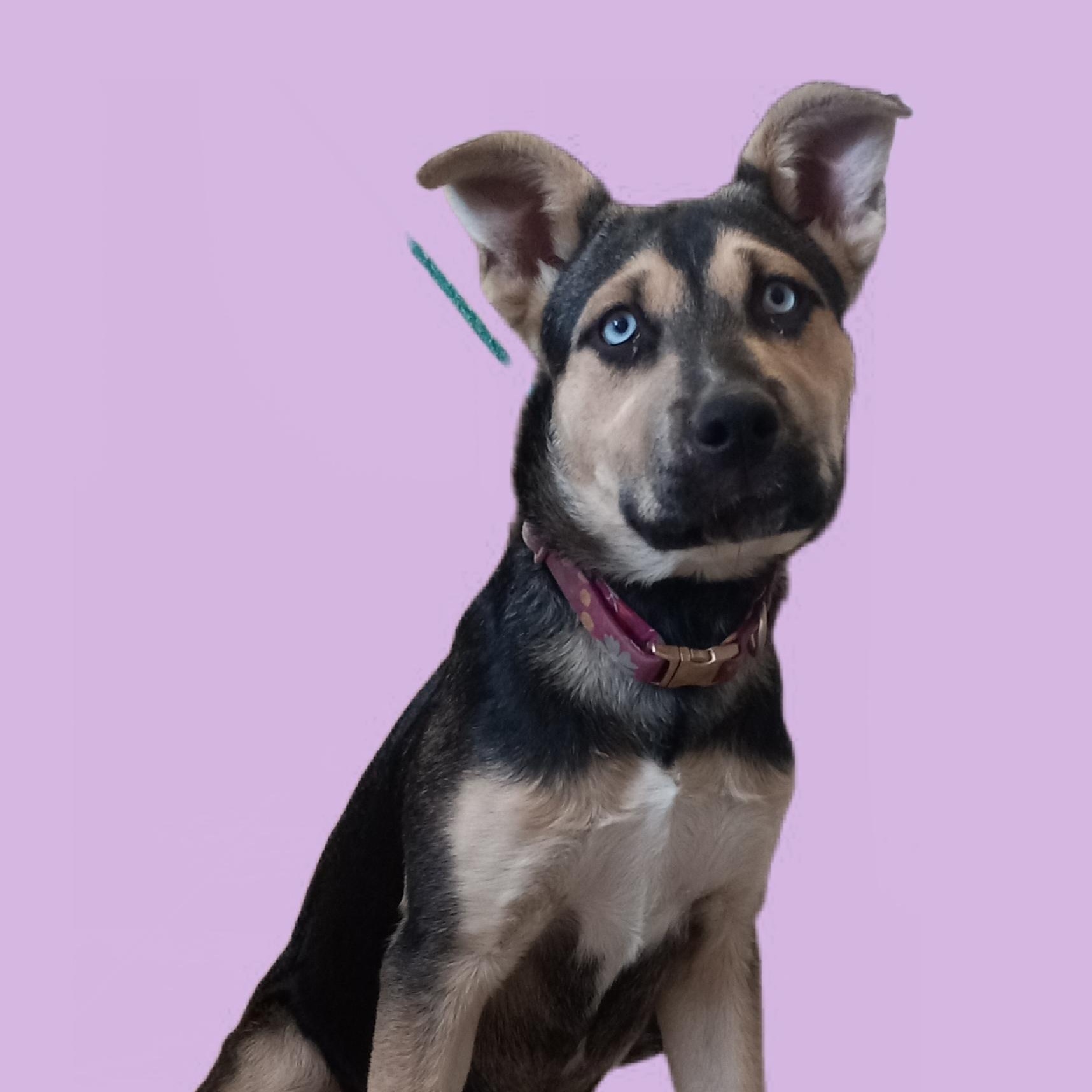 Zoe, Adopted, Young Female Husky & Shepherd.