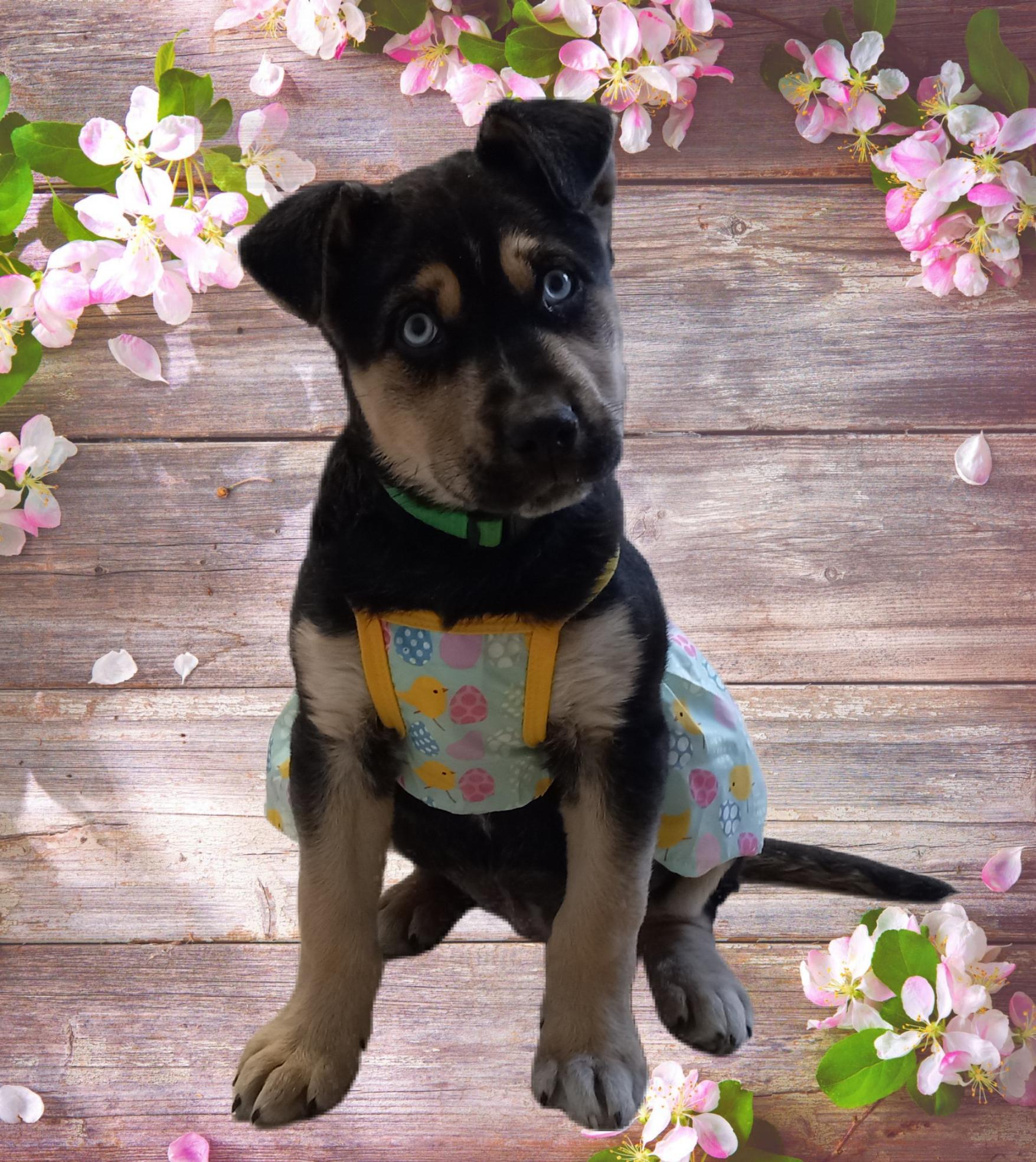 Enlarge Zoe, a Adopted mixed breed in El Paso, TX image 4/5