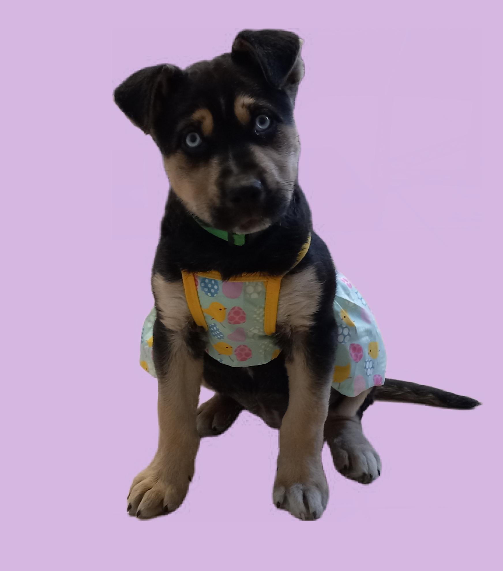 Enlarge Zoe, a Adopted mixed breed in El Paso, TX image 5/5