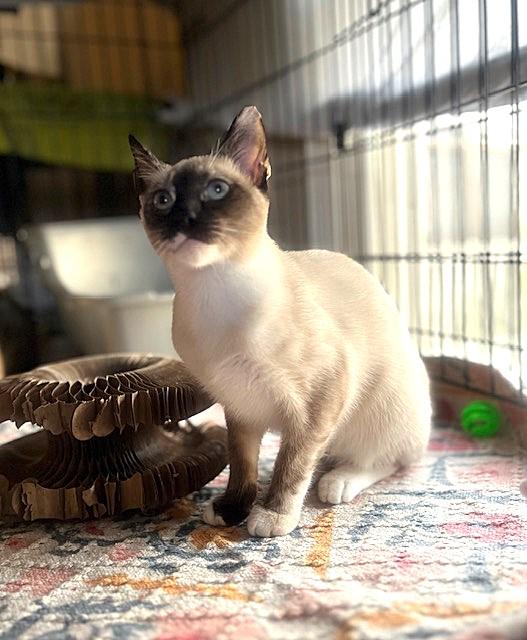 Enlarge MOCHI, a Adoptable Siamese in Spotsylvania, VA image 1/3