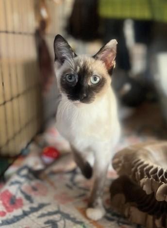 MOCHI, Baby Female Siamese