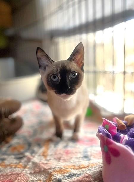 Enlarge MOCHI, a Adoptable Siamese in Spotsylvania, VA image 3/3