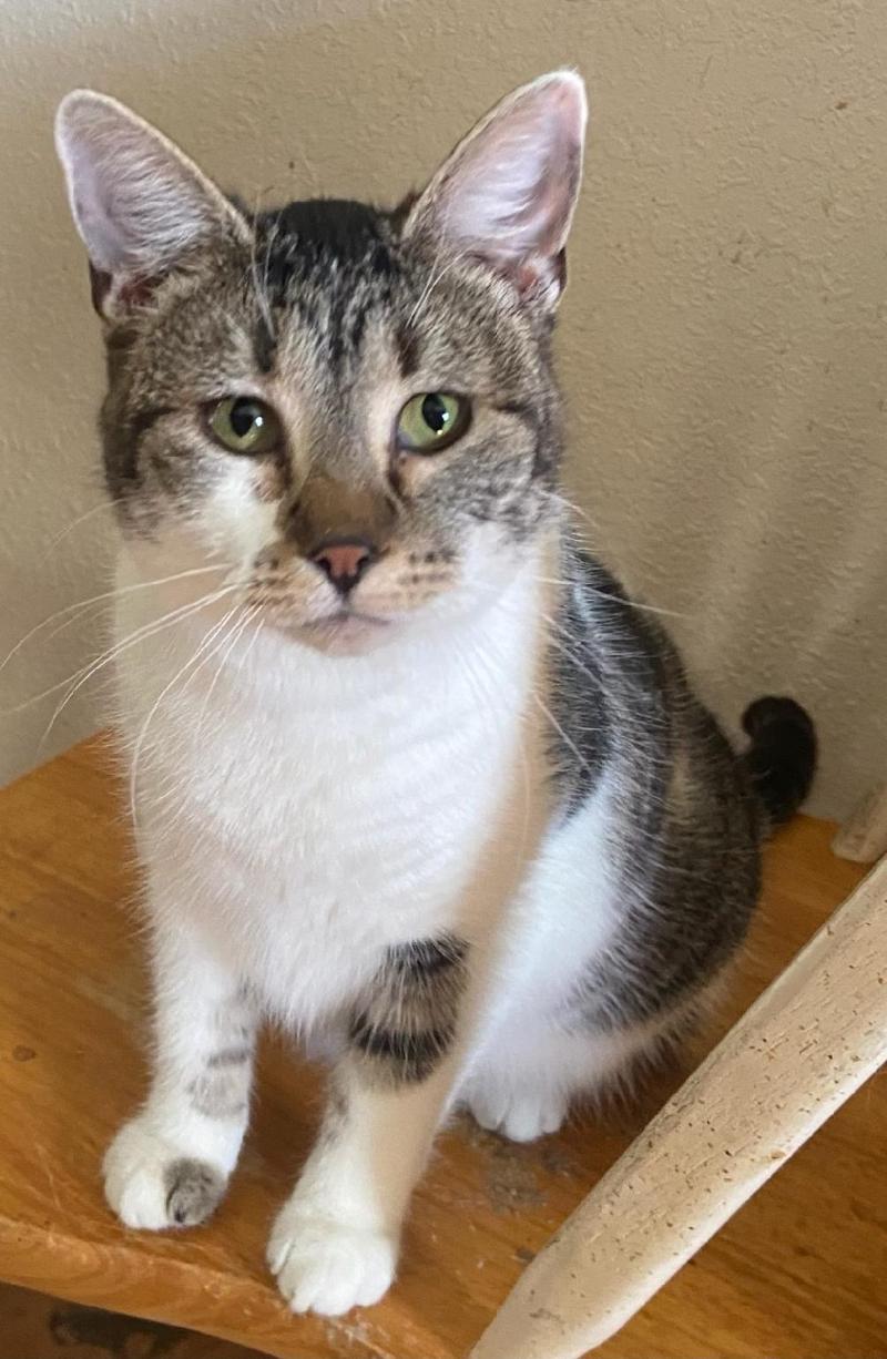 Alice, an adoptable Domestic Short Hair, Tabby in Waverly, IA, 50677 | Photo Image 5